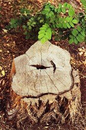 Tree Stump - Tree Removal