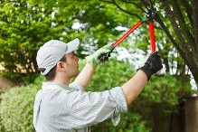 Trimming a Tree - Tree Maintenance